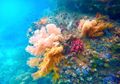 Yes! Ini Biaya yang Harus Dibayar Caledonian Sky Karena Merusak Karang Laut Raja Ampat