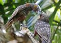 Unik, Burung Ini Bisa Menularkan Kebahagiaan Karena Jago Ngelawak!