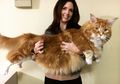 Viral, Ini Dia Kucing Terpanjang di Dunia, Lucu Banget!