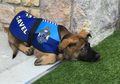 Viral, Anjing Polisi Ini Dipecat kerena Terlalu Baik! Setelah Dipecat, Anjing Ini Bisa Kerja di Tempat Lain