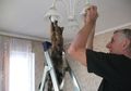 Ini Dia 10 Kelakuan Absurd Kucing di Rumah! Ada yang Dilakuin Kucing Kamu?