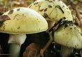 Ngeri, Jamur Ini Bisa Mematikan Kalo Dimakan! Jamur Apa, Sih?