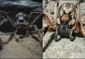 Ngeri, Laba-Laba Raksasa di Film Harry Potter Ternyata Ada di Dunia Nyata!