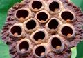 Kenapa Sih Orang Bisa Takut Lubang alias Trypophobia?