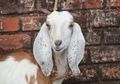 Dari Kambing Fighters sampe Kambing Galau, Ini 8 Tipe kambing saat musim kurban.