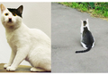 10 Kucing Dengan Bulu Ajaib. Ada Kucing Yang Bulunya Bermotif Kucing!