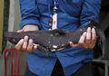 Ikan Hiu Langka yang Hampir Punah Ditemukan di Indonesia, Matanya Warna Ungu