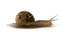 Ini Dia Perbedaan Siput dengan Bekicot