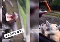 Ini Pernyataan Taman Safari Indonesia Atas Insiden Pencekokan Alkohol Terhadap Binatang