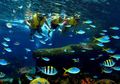 Agar Keindahan Laut Tetap Terjaga, Lakukan 5 Hal Ini Saat Kamu Snorkeling