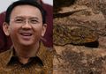 Ahok Jadi Inspirasi Nama Spesies Cecak Baru