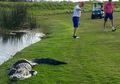 Tercyduk Kamera! Ini Video Buaya Melawan Ular Piton di Lapangan Golf