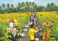 Taman Dewari: Taman Bunga Matahari Di Magelang Yang Jadi Wisata Selfie. Kalau Traveling Ke Yogya Mesti Mampir Ke Sini