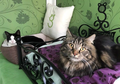 Unik! Ini 5 Hotel Khusus Kucing, Tarifnya Rp 5 Juta Per-Malam