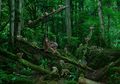 Mirip Kisah Tarzan, 5 Cewek Ini Pernah Dibesarkan Oleh Binatang