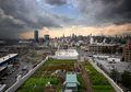 Wow, New York Bangun Lahan pertanian di atap gedung