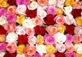 Jangan Salah Pilih Bunga Mawar untuk Dekorasi Hari Valentine! Beda Warna, Beda Arti!