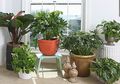 Waspadai 4 Benda Beracun di Rumah. Salah Satunya Tanaman Philodendron!
