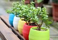 3 Tips Menanam Tanaman dalam Pot