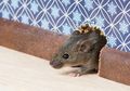 5 Cara Mencegah Tikus Bersarang di Rumah