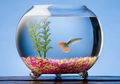 Tak Sampai 1 Jam, Ini 3 Cara Membersihkan Fish Bowl dengan Bahan Alami!