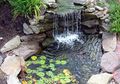 Mau Merawat Kolam Ikan? Begini Tips yang Tepat !
