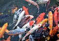 Catat, 4 Hal yang Harus Diperhatikan Saat Ingin Membuat Kolam Ikan Koi
