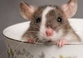 Begini Cara Agar Tikus Terkena Jebakan di Rumah