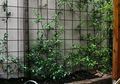 Ini Dia Inspirasi Taman Mungil di Lahan Samping Rumah Yang Minim Perawatan!