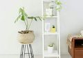 Rumah Tetap Tampil Hijau dan Segar Walau Berlahan Mini! Ini Caranya!