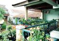 Balkon Segar dengan Jajaran Tanaman Pot