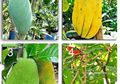 Taman Terbatas? Tanamlah Buah Dalam Pot!