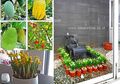 Proses Evolusi Taman 2012