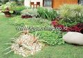 Mau Ide Menghias Taman dengan Batu Koral? Cek Dulu yang Ini!