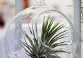 Tillandsia yang Bersantap di Udara