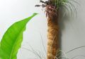 Menanam Kriptantus dan Tillandsia di Talang