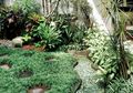 Paduan Rumput dan Batu yang Serasi