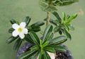 Jangan Pangkas Adenium di Musim Hujan