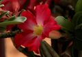 Pot Tepat, Adenium pun Sehat