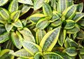Sansevieria, Tanaman Bandel untuk Taman