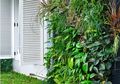 Vertikal Garden Mempercantik Fasad Rumah