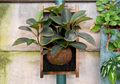 Membuat Vertikal Garden Mini