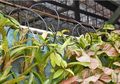 Teknik Penyiraman Vertikal garden