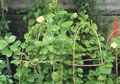 Rumah Sehat dengan Tanaman