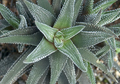 Haworthia: Si Eksotis Bandel Disangka Kaktus