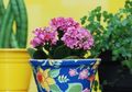 DIY: Kreasi untuk Pot Bunga