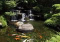 4 Hal Penting Membangun Kolam Ikan Koi