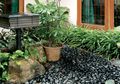 Indahnya Warna Hitam pada taman Anda