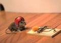 4 Hal Penting Untuk Mencegah Dan Mengusir Tikus Di Rumah