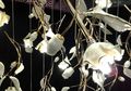 Lampu Bunga, Merambat Ala Lampion